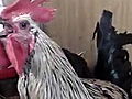 Animals: Death Metal Rooster Explained