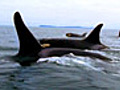 Clever Killer Whales