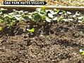 Woman faces jail for planting vegetable garden