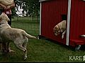 Blind dog gets help from one of its own