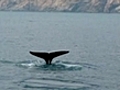 Humpback spotted in Hong Kong waters