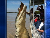 Giant crocodile caught on camera near tourist boat
