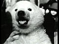 Classic Baby Polar Bear