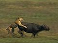 Buffalo v. Lions