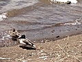 2011-07-12 山中湖の白鳥&amp;#12290;