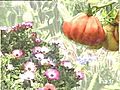Côté jardins : émission du 10 actobre 1997