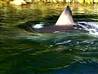 Shark sightings beach Cape Cod swimmers