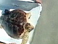 NBC TODAY Show - Sea Turtle Returns To Fla. Waters