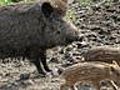 ARD-exclusiv: Wüten,  wühlen, fressen: Wildschwein-Alarm ...