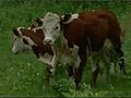 Police Use Taser On Cow