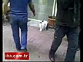 Kedi vs Rottweiler