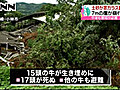 土砂崩れで牛が生き埋め、１７頭死ぬ　宮崎