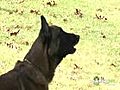 Dog Training - Teaching Your Dog to Stop Barking