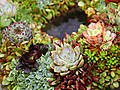 Succulent Wreath