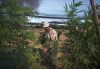 Biggest marijuana field ever found