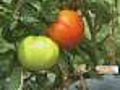 Gardening With Gutner:Fresh,  Locally Grown Veggies