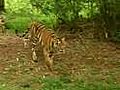 Orissa: Maoists threaten tiger conservation