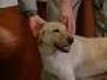 6/1 Petsaver: Miss Macy