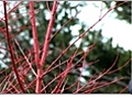 Learning About Coral Bark Maple