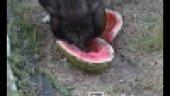 Potbelly in Watermelon Contest