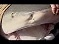 River Monsters: Bull Sharks in South Africa