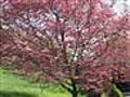 Pink Dogwood Tree