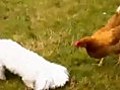 Cute Dog Attacks Chickens