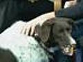 Cause For Paws Helps Homeless Pets
