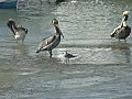 Royalty Free Stock Video HD Footage Group of Pelicans at the Waters Edge in Jupiter,  Florida