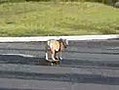 Perro en skate