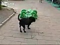 Köpeğe korkutan timsah şakası :))