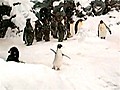 Happy feet: Penguin video goes viral