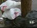 New Yorkers Paying For Trash Pickup? Maybe