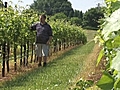 Tobacco Farms to Vineyards