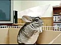 Dramatic Chinchilla