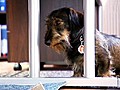 Auf den Hund gekommen …