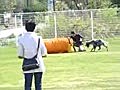 ２０１０・４・２５保護ガンドッグ運動会２