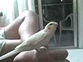 Bird Sings Star Wars