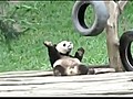 Panda Dances to Bed Intruder Song