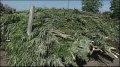 Police carry out massive marijuana bust in Tennessee