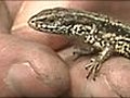 VIDEO: Saving lizards on Upton heath