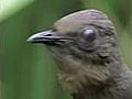 The Amazing Lyrebird of Australia - Unseen Footage