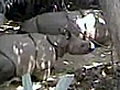 Elusive Javan rhino filmed