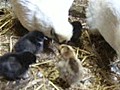 雛の食い気より親の食い気