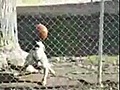 El perro de Ronaldinho