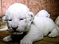 White Lion Cubs Born At Belgrade Zoo