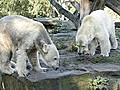 Knut stellt seine neue Freundin vor