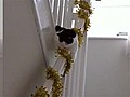 Cat Playing With Tinsel