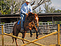 Race horses retire to easire life