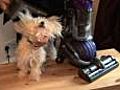 Dyson dog groomer